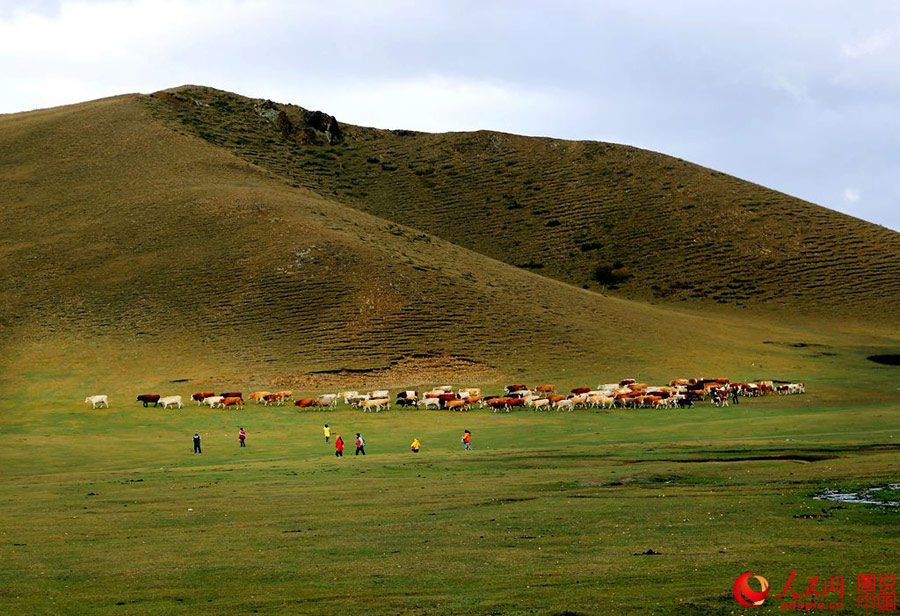 Gentil oto?o en Hongshan 