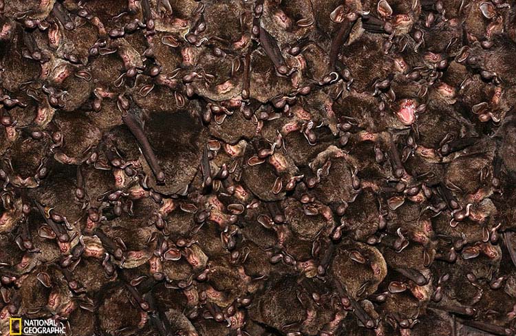 Obras maravillosas del Concurso de la Fotografía de National Geographic 2015