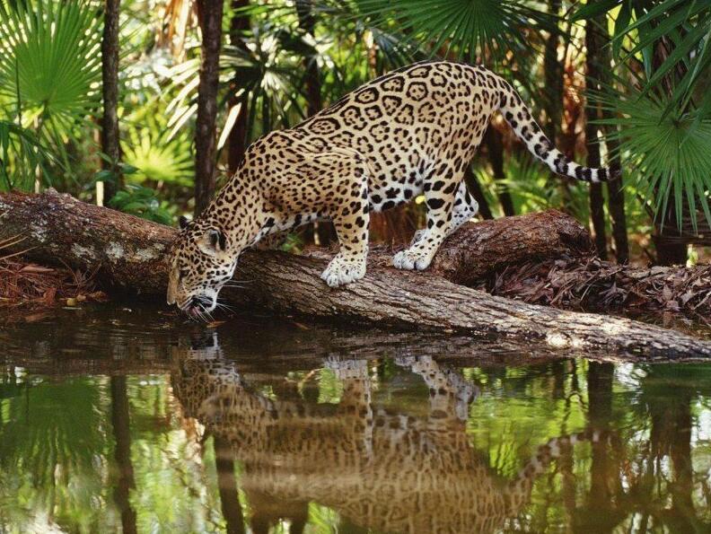 Matan a tiros al jaguar que acompa?aba a la antorcha olímpica en Brasil
