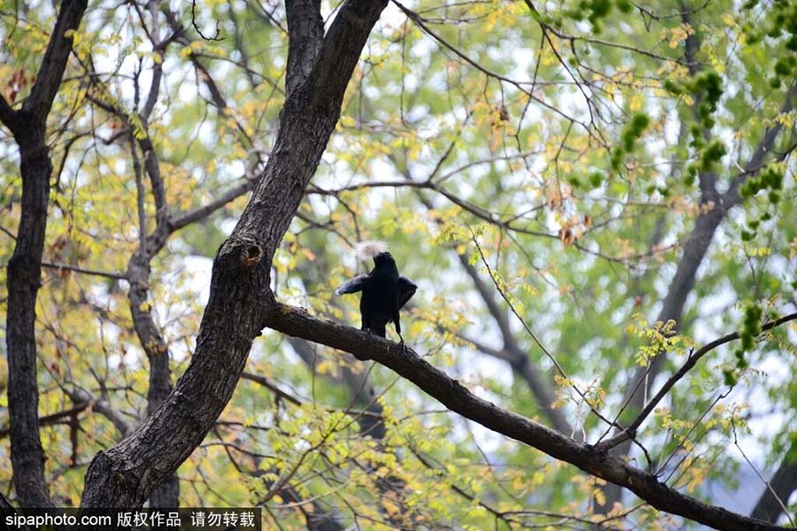 Un cuervo arranca pelos de la espalda de un panda
