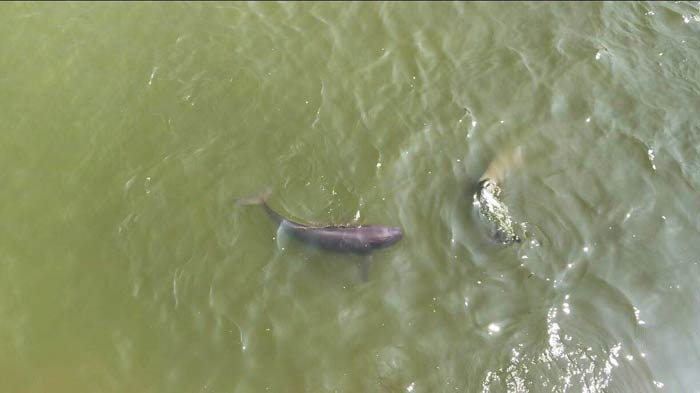 Dos marsopas del Yangtze nadan en la Reserva Natural Nacional de Delfines de Río, Anhui. (Foto: Yang Yang/Pueblo en Línea)