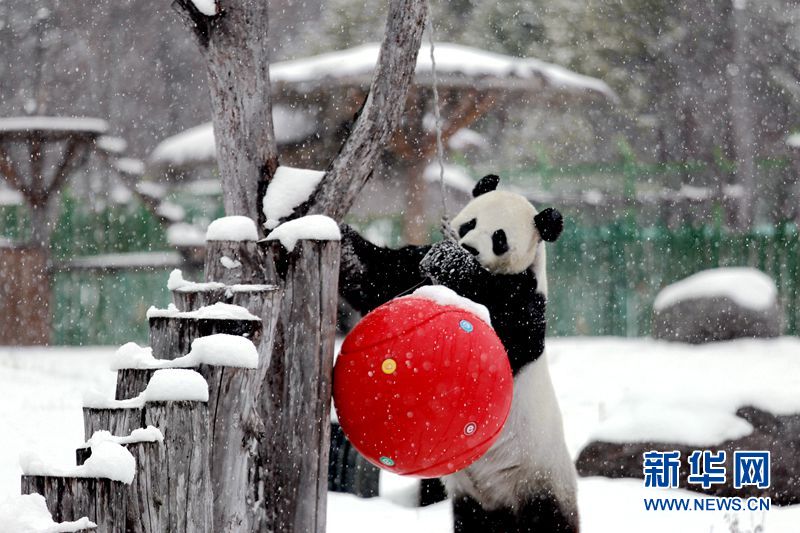 Los pandas gigantes disfrutan de la nieve en la zona más septentrional de China
