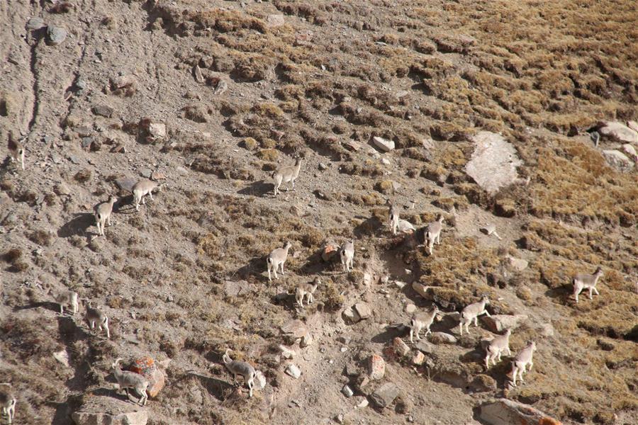 Gacelas tibetanas y carneros azules en la provincia de Qinghai