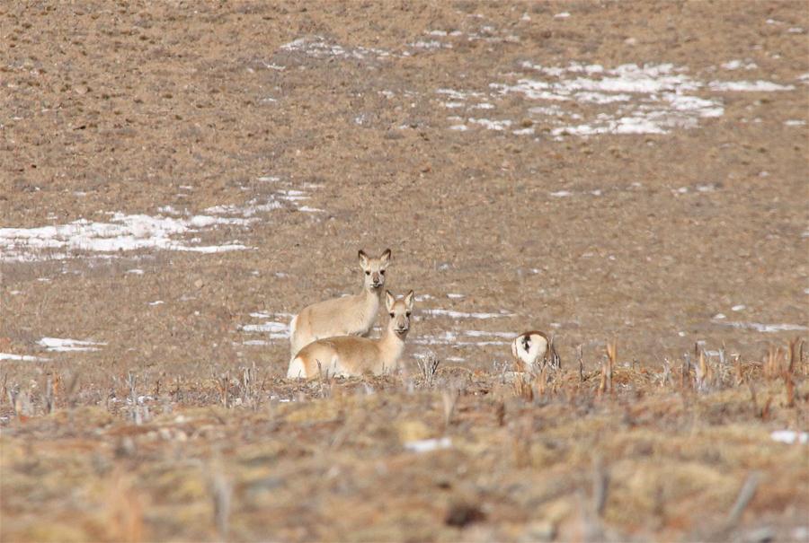 Gacelas tibetanas y carneros azules en la provincia de Qinghai
