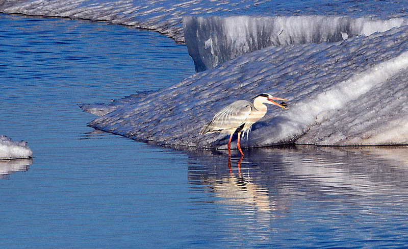 Con el aumento de las temperaturas a principios de la primavera, se han avistado un número creciente de aves migratorias cerca del río Heilong en Heihe, provincia de Heilongjiang. [Wang Dianjie / Para chinadaily.com.cn]