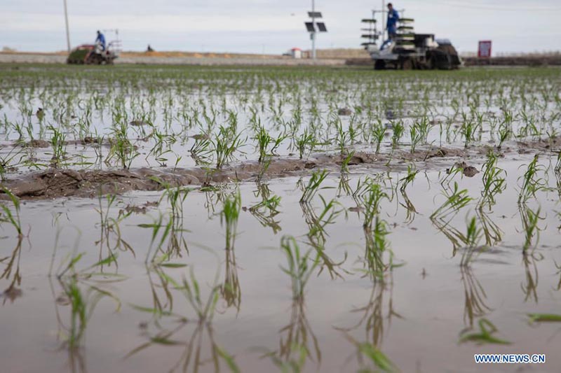 Sistema de Navegación por Satélite ayuda a desarrollar la agricultura inteligente en China