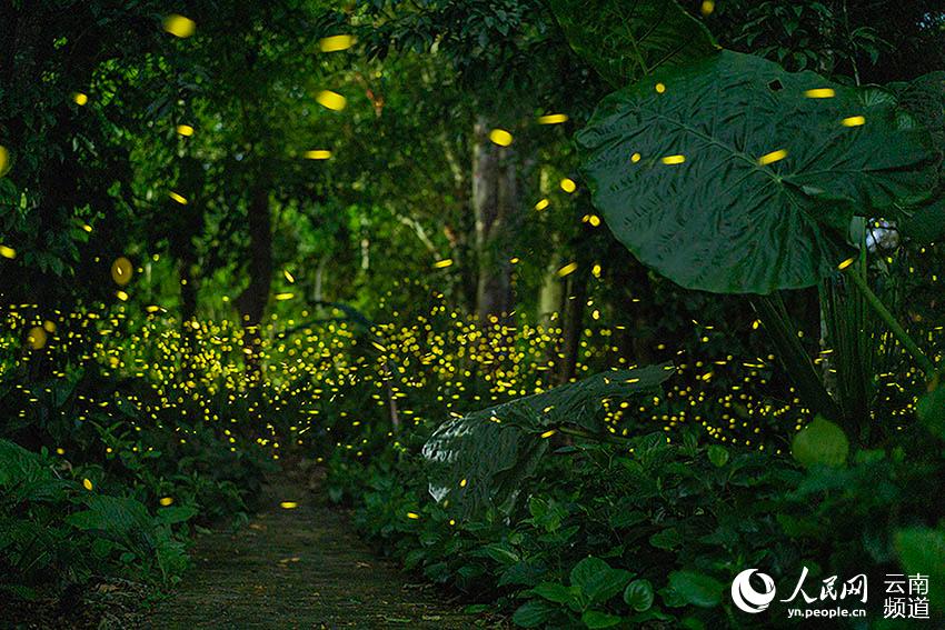 Enjambre de luciérnagas iluminan el Jardín Botánico de Xishuangbanna