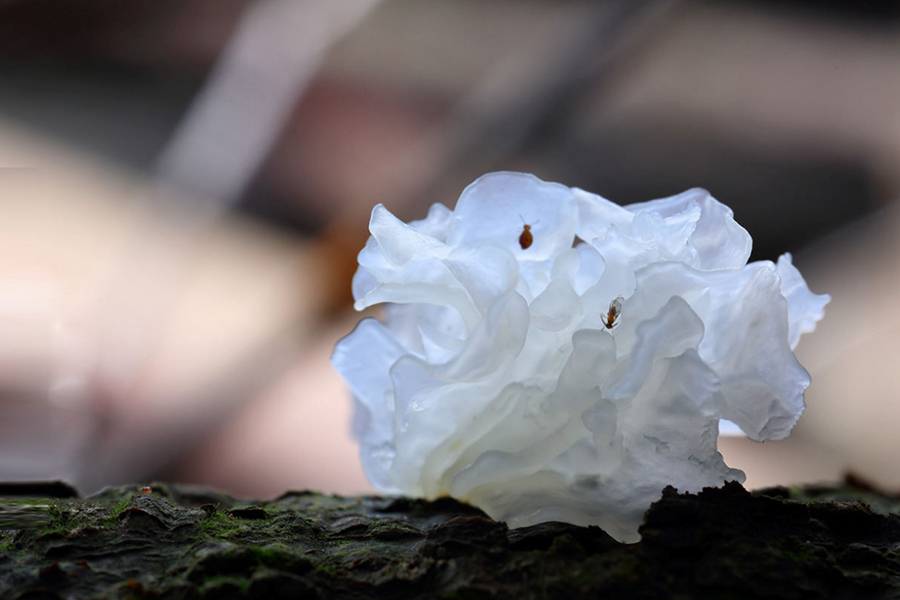 La sabiduría china convierte los