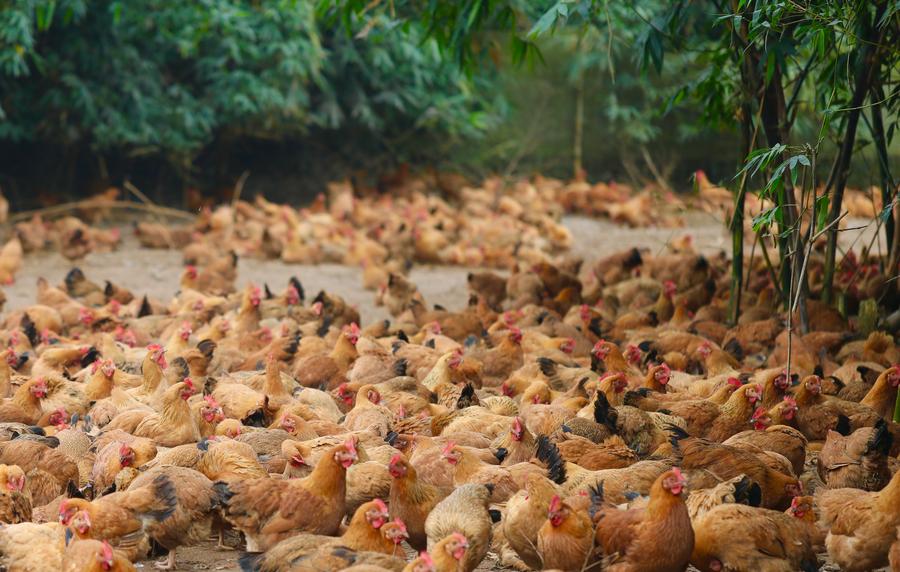 Imagen del 30 de diciembre de 2021 de una granja de pollos, en la aldea de Luokedui de la ciudad de Wenchang, provincia de Hainan, en el sur de China. (Xinhua/Li Duojiang) 