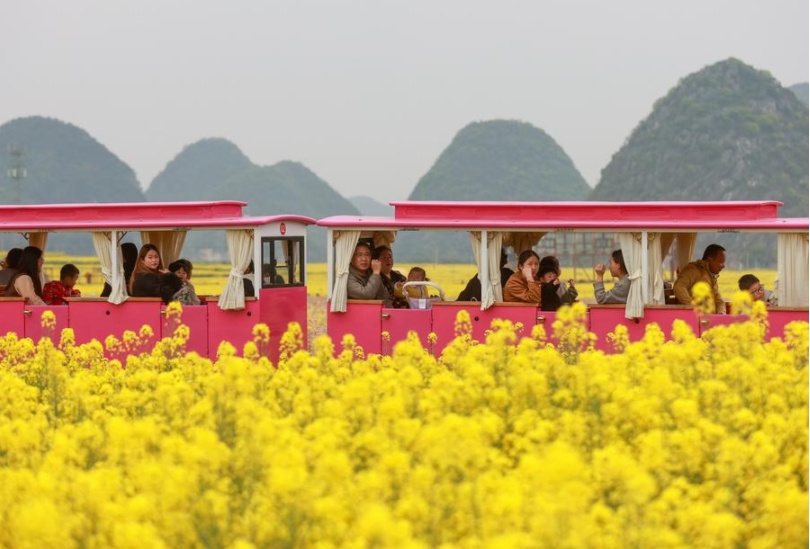 Personas viajan a bordo de un tren turístico a través de un campo de colza florecido en la aldea de Pingyuan, ciudad de Anshun, provincia de Guizhou, en el suroeste de China, el 6 de abril de 2025. (Xinhua/Yuan Fuhong)