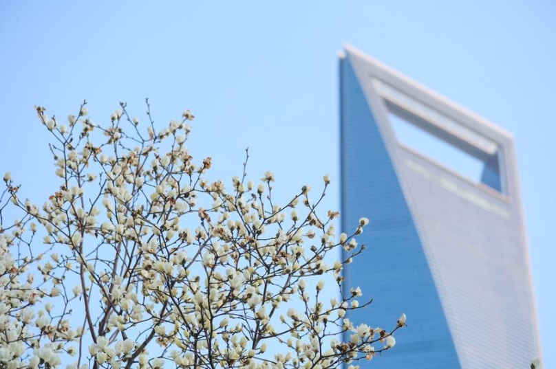 Flores de magnolia en Lujiazui, Shanghai, en el este de China, el 18 de marzo de 2025. (Xinhua/Wang Xiang)