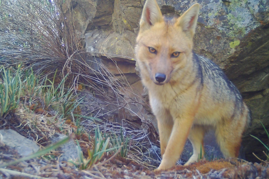 Imágenes: Valiosa flora y fauna silvestre monitoreada?en área de conservación San Antonio– Sierra Nevada?en Perú