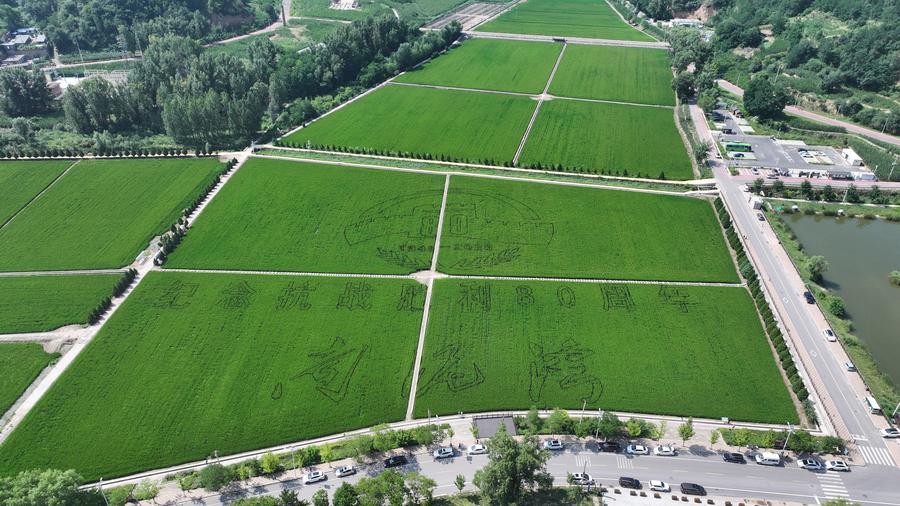Vista aérea tomada con un dron muestra campos de arroz en el poblado de Nanniwan de la ciudad de Yan'an, provincia de Shaanxi, en el noroeste de China, el 29 de julio de 2025. (Xinhua/Fan Yuqing)