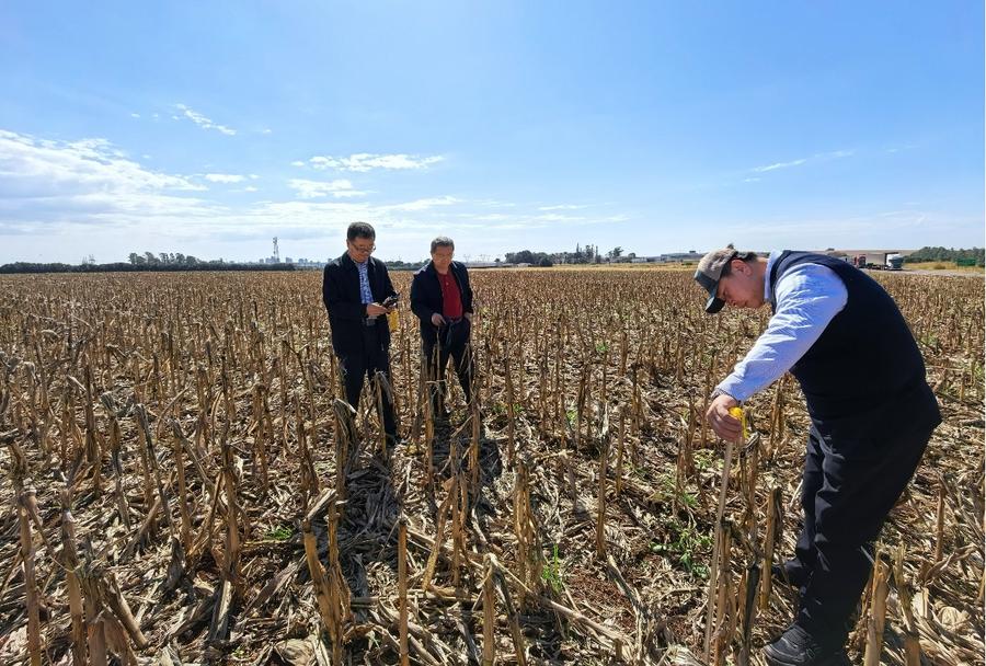 Una delegación china lleva a cabo una investigación en una granja de maíz en el estado de Paraná, en Brasil, el 26 de julio de 2025. (Xinhua)