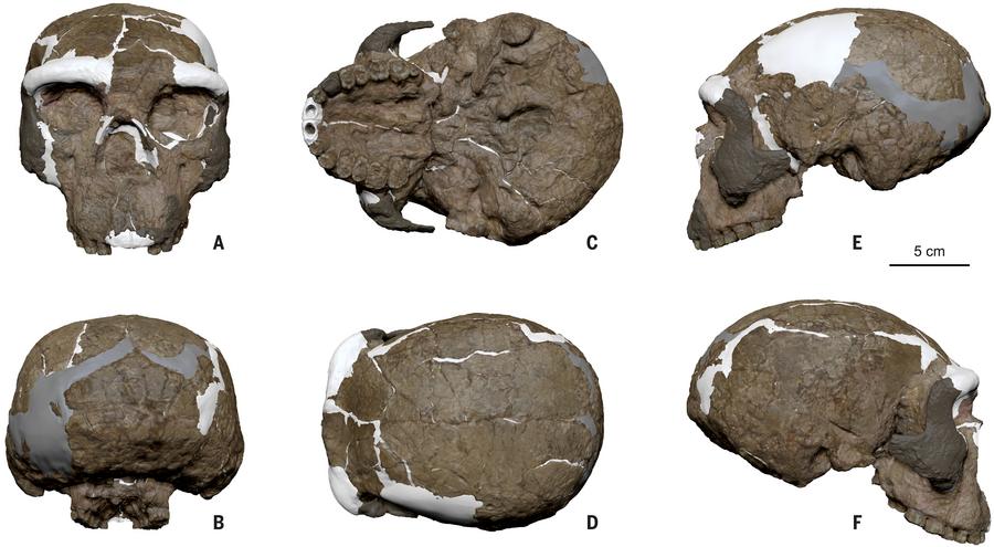 Imagen proporcionada por el Instituto de Paleontología de Vertebrados y Paleoantropología de la Academia China de Ciencias mostrando seis imágenes del fósil de cráneo humano reconstruido "Yunxian 2". (Xinhua)