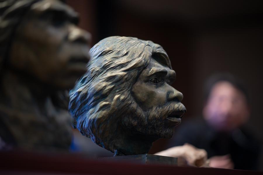 Fotografía tomada el 26 de diciembre de 2024 mostrando estatuas restauradas de un par de cráneos humanos fósiles que datan de hace un millón de a?os en el Museo Provincial de Hubei en Wuhan, capital de la provincia de Hubei, en el centro de China. (Xinhua/Xiao Yijiu)