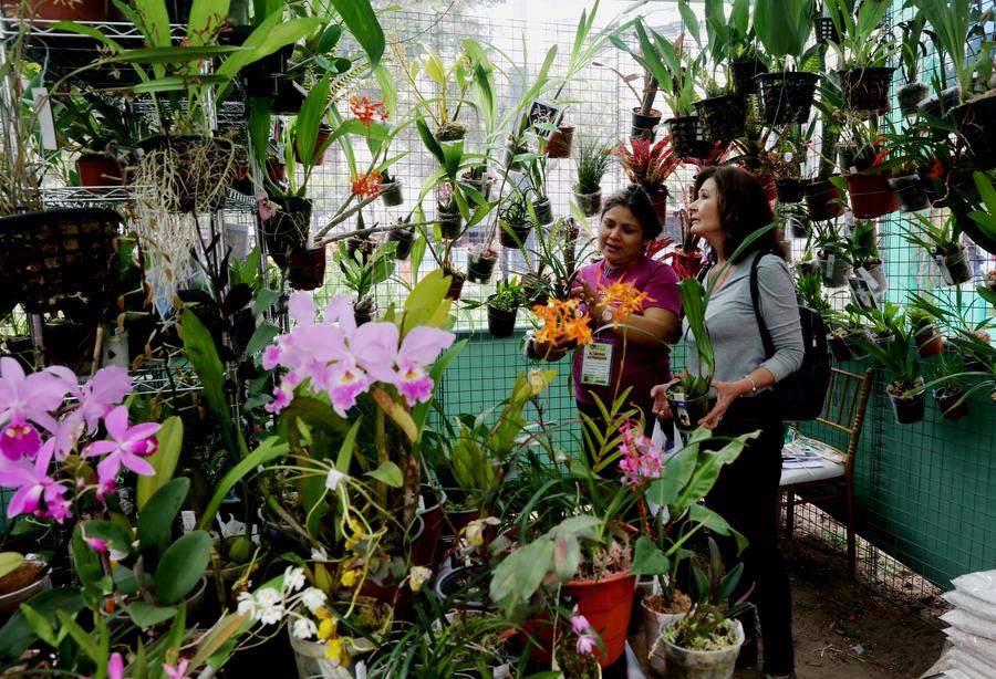 Imagen del 24 de septiembre de 2025 de una vendedora (i) ense?ando plantas a una cliente en un estand de la Feria Nacional de Flores, Plantas y Paisajismo "Perú Flora 2025", en el distrito de Miraflores, en Lima, Perú. (Xinhua/Mariana Bazo)