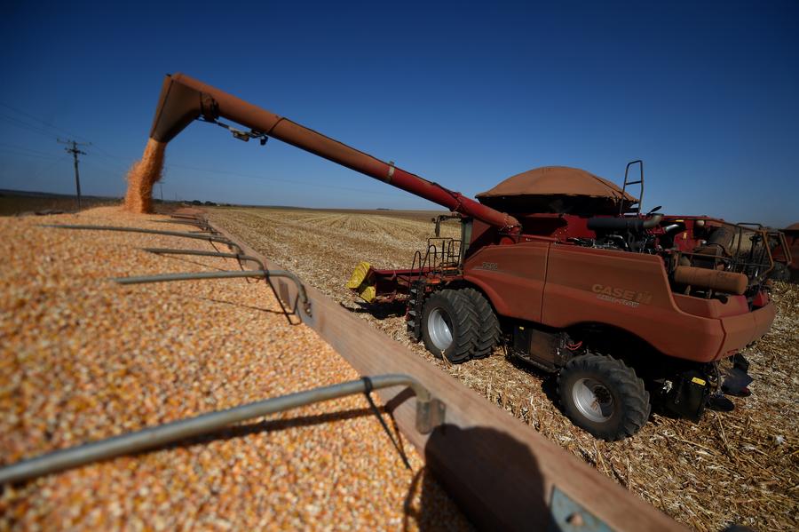 Imagen de archivo de una máquina agrícola depositando maíz en un contenedor en la granja Nativa, en el Núcleo Rural Buriti Vermelho, en Brasilia, Brasil. (Xinhua/Lucio Tavora)