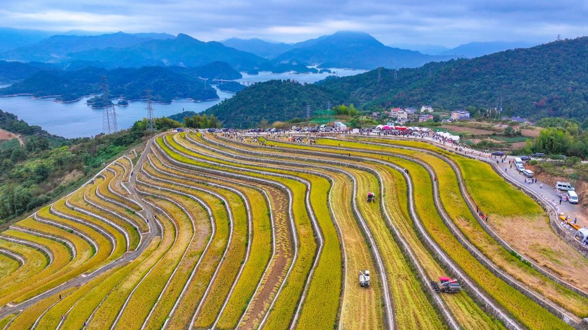 El 19 de octubre de 2025, en la aldea Changlingshang de Qingxi, municipio del lago Qiandao, condado Chun'an, ciudad de Hangzhou, provincia de Zhejiang, comenzó la cosecha de arroz en las terrazas de Changling. Yang Bo/ Diario del Pueblo digital