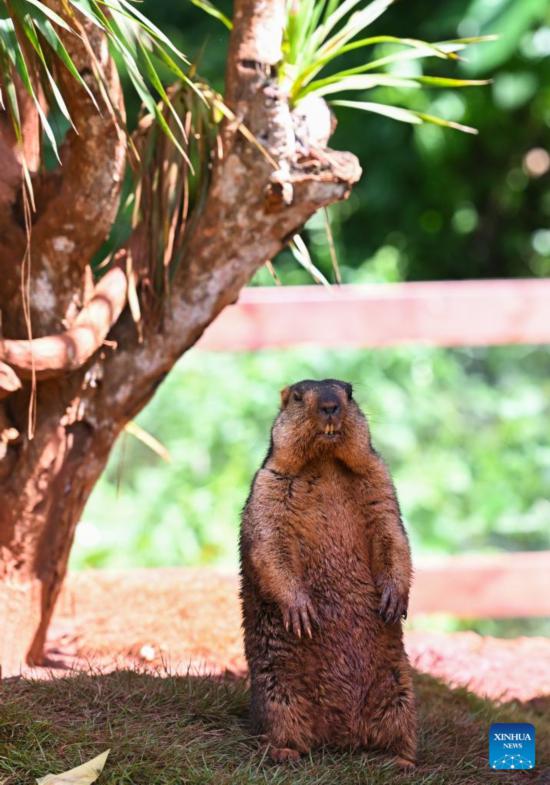 Nuevos animales en Parque Tropical de Vida Silvestre y Jardín Botánico de Hainan